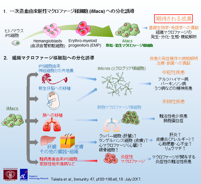 一次造血由来胚性マクロファージ様細胞（iMacs）への分化誘導