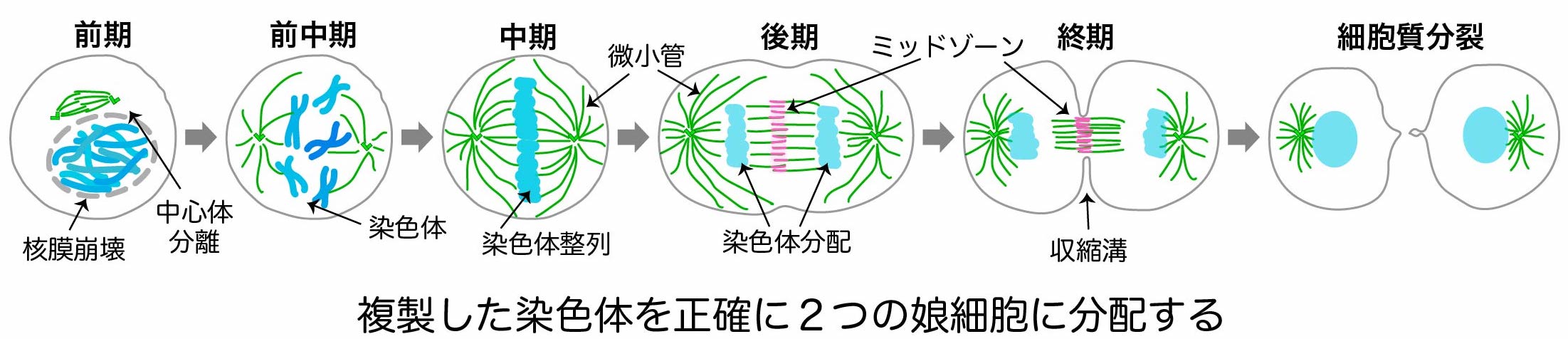 細胞分裂の蛍光顕微鏡像