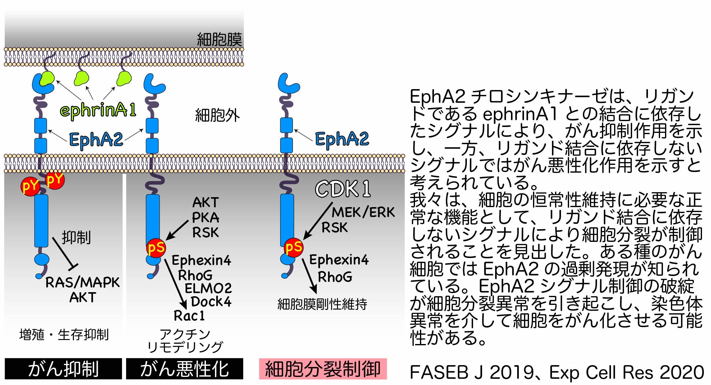 細胞分裂の蛍光顕微鏡像