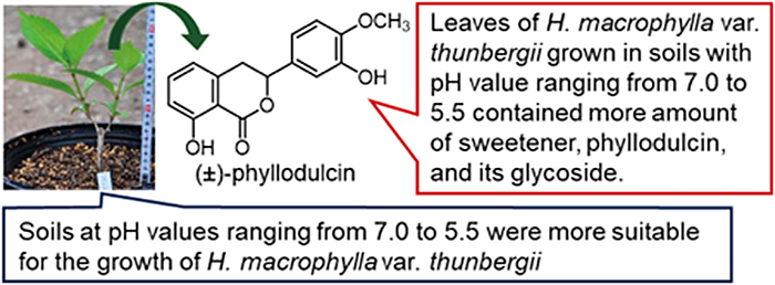 薬用植物園と共同で報告した学術論文が、学術誌Chemical and Pharmaceutical Bulletin の Featured article に選出されました