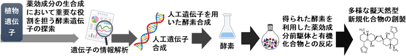 取り組んでいる研究とは？