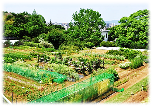 本学 薬用植物園