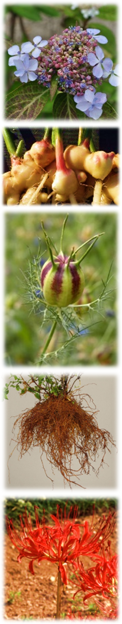 多様な薬用植物＆生薬